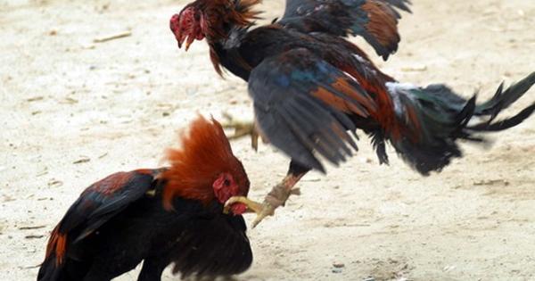 Jenis Ayam Lokal Asli Indonesia Yang Melegenda